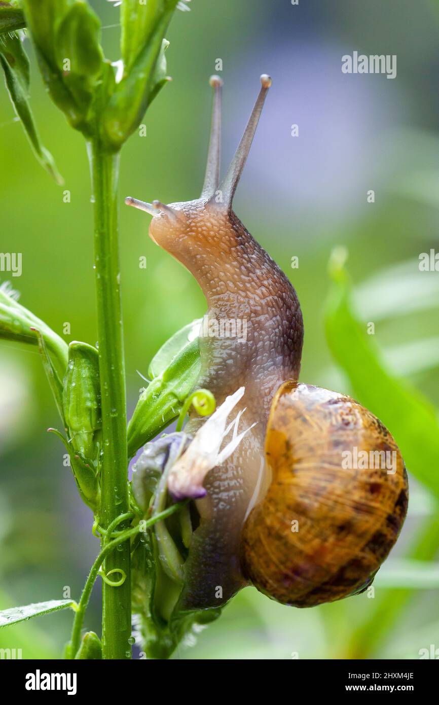 Cute garden snail climbing a plant close up Stock Photo Alamy
