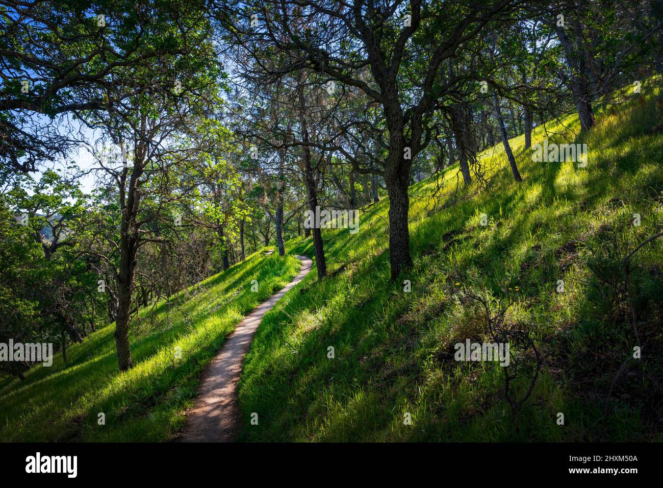 Oak grove, Mount Diablo State Park, California Stock Photo