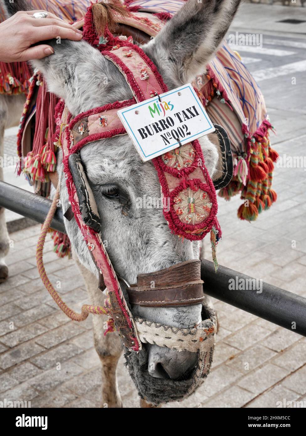 Mijas, Spain. A Burro Taxi ( donkey taxi ) waits for fares. Picture: Julian Brown Stock Photo
