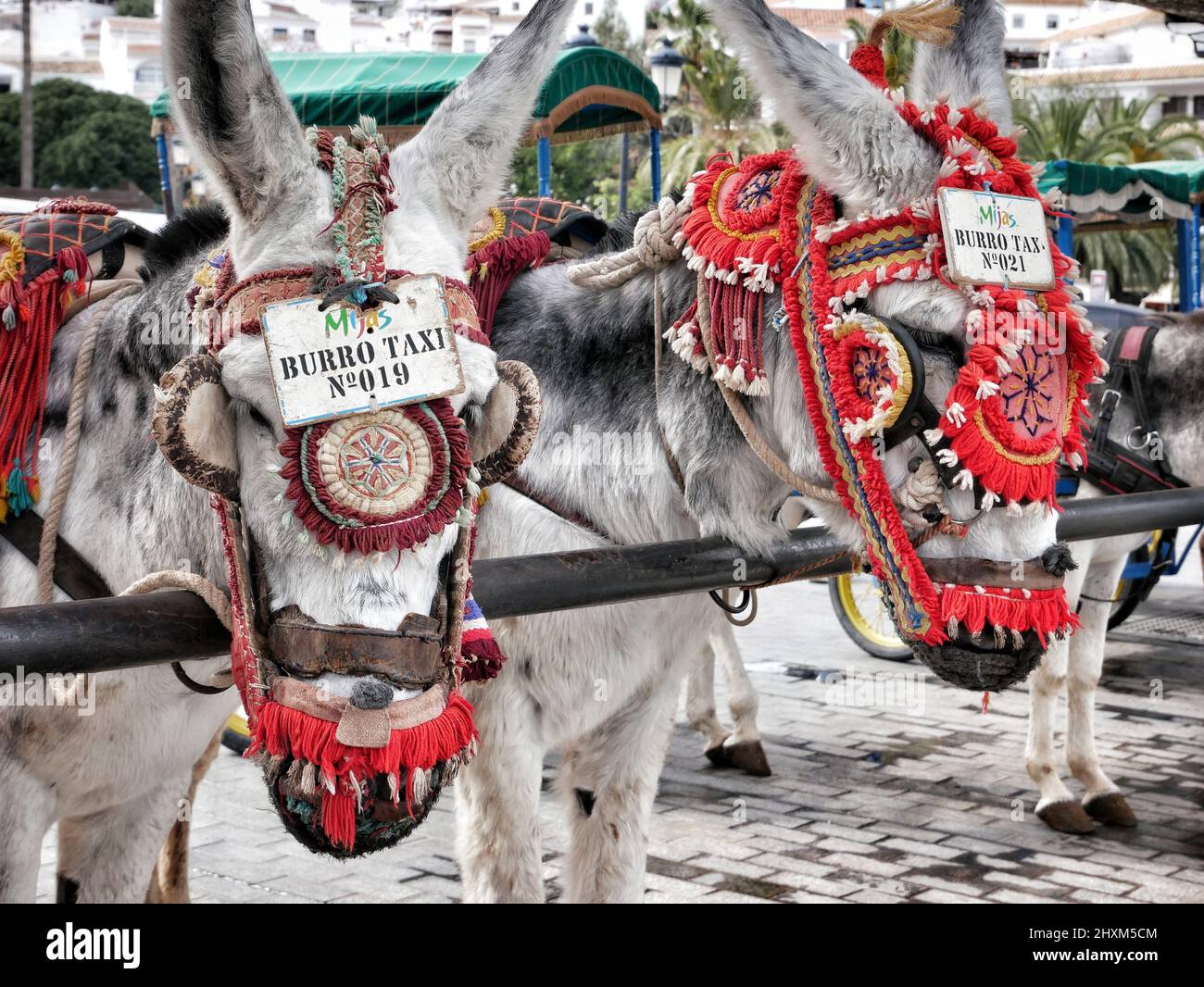 Mijas, Spain. Burro Taxis ( donkey taxi ) wait for fares. Picture: Julian Brown Stock Photo