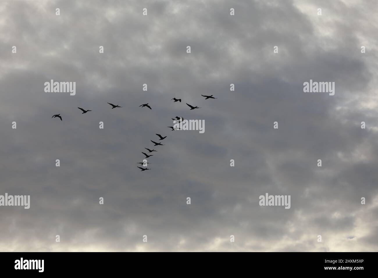 A flock of birds flying with a wedge in the blue sky.  Stock Photo