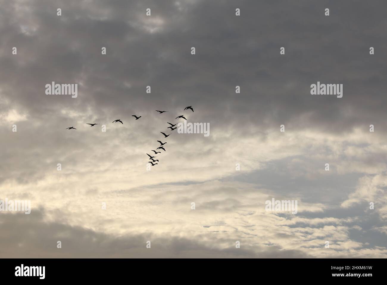 A flock of birds flying with a wedge in the blue sky.  Stock Photo