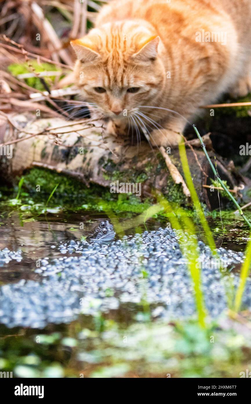 cat catching frogs in garden pond - UK Stock Photo