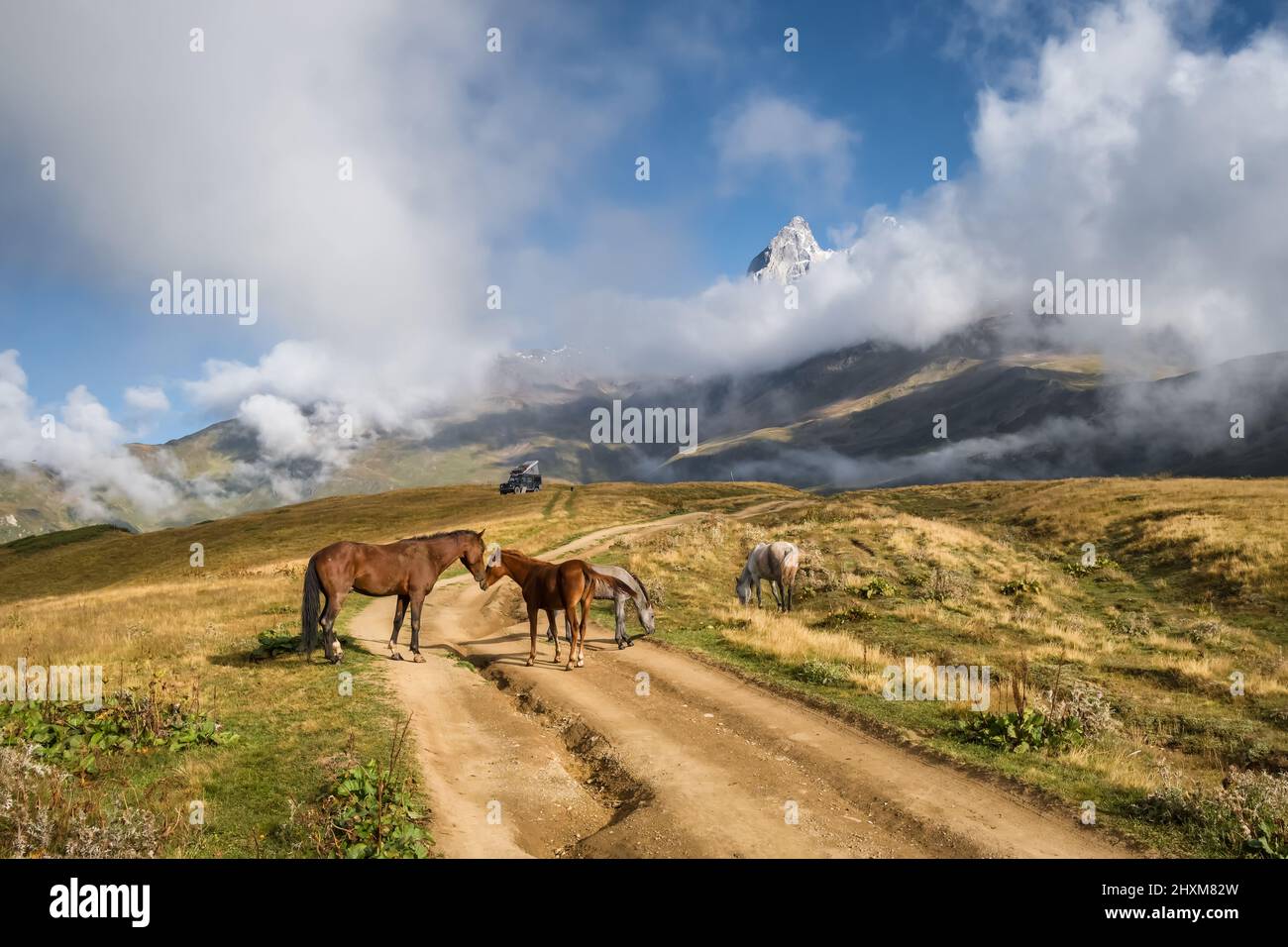 Wild horses grazing in Caucasus mountains in Georgia Stock Photo