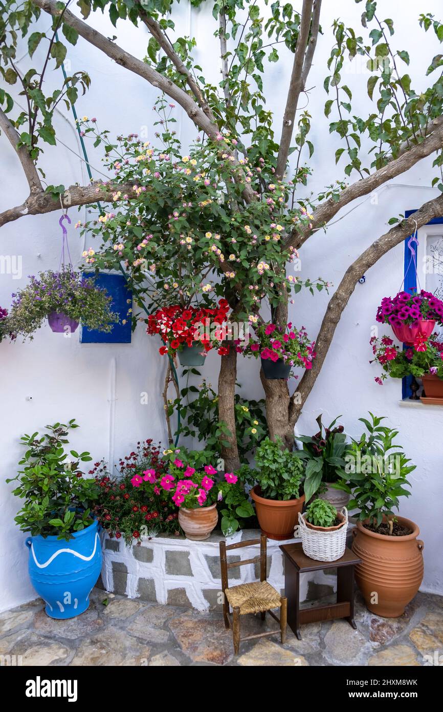Greek island, Cyclades. Greece, Blooming plant in ceramic pot on the floor  and hanging from tree branch, whitewashed wall background Stock Photo -  Alamy
