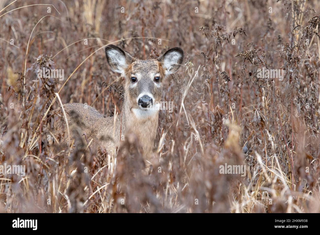 White-tailed deer fawn, yearling (Odocoileus virginianus), early winter, E North America, by Dominique Braud/Dembinsky Photo Assoc Stock Photo