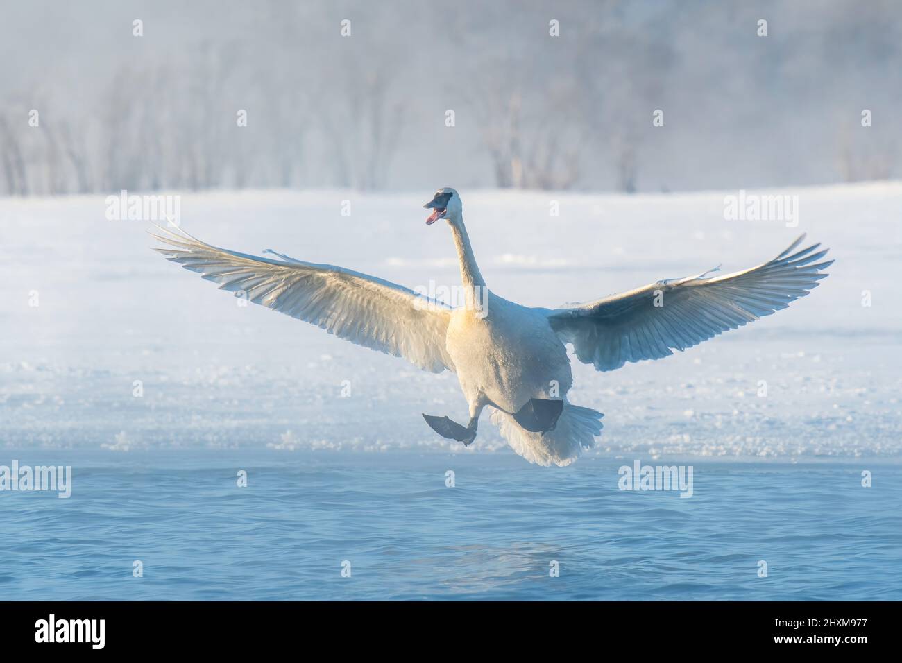 Trumpeter swan landing (Cygnus buccinator) on St Croix river, Winter, WI, USA, by Dominique Braud/Dembinsky Photo Assoc Stock Photo