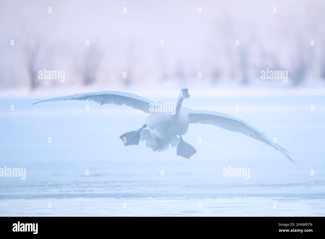 Trumpeter swan (Cygnus buccinator) flying, landing on St Croix river, winter, WI, USA, by Dominique Braud/Dembinsky Photo Assoc Stock Photo