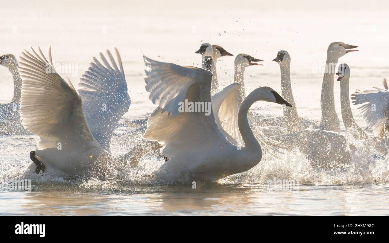 Trumpeter swans (Cygnus buccinator) stretching wings, St Croix river, Winter, WI, USA, by Dominique Braud/Dembinsky Photo Assoc Stock Photo