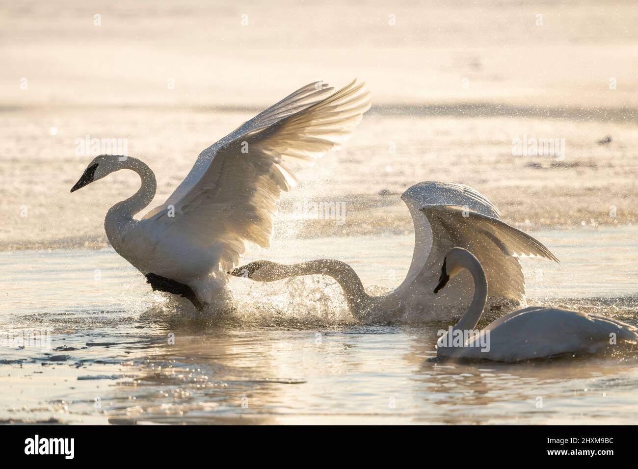 Trumpeter swans (Cygnus buccinator) interacting, aggressive behavior, St Croix river, Winter, WI, USA, by Dominique Braud/Dembinsky Photo Assoc Stock Photo