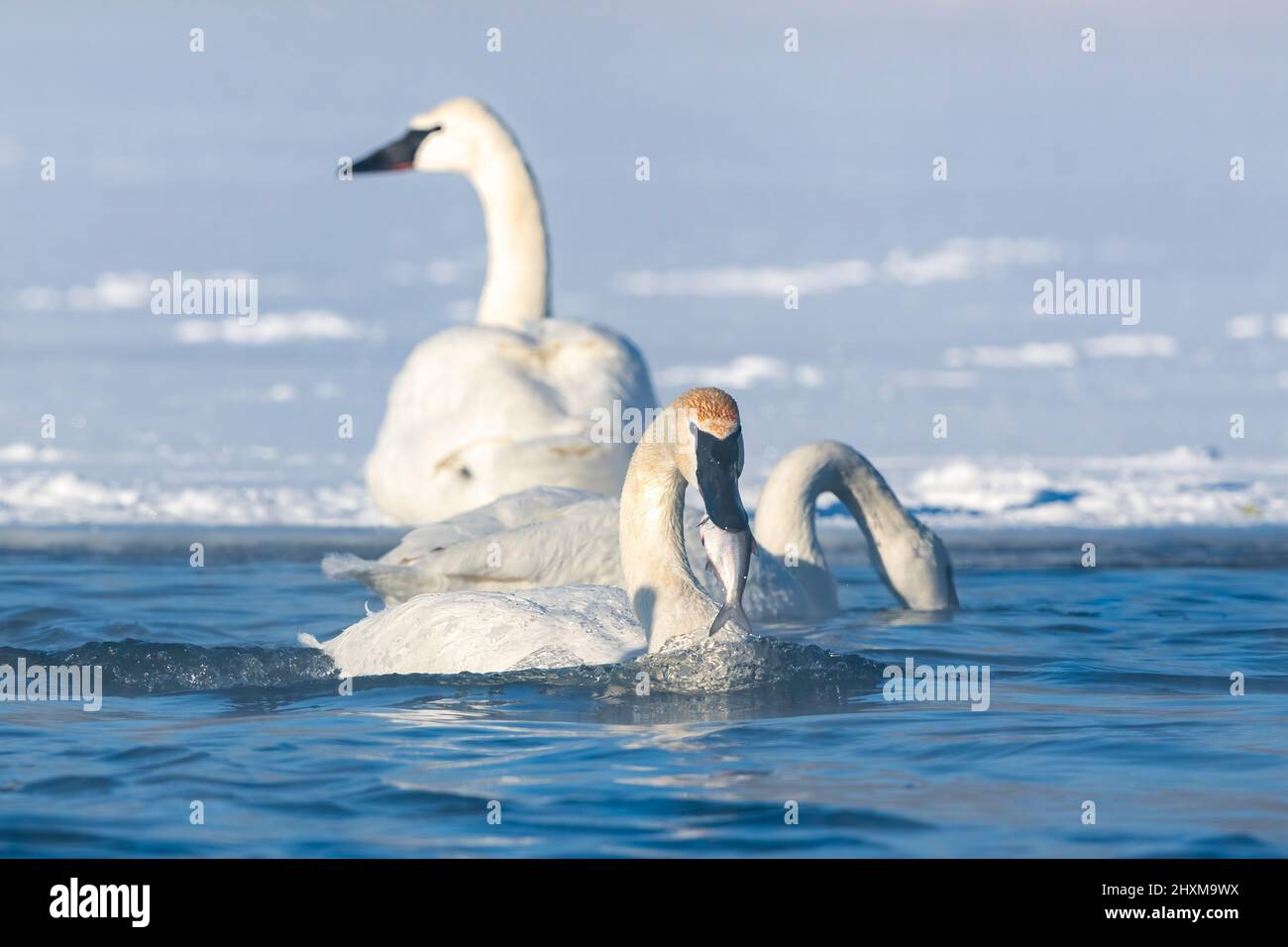 Trumpeter swan (Cygnus buccinator) eating a fish from St. Croix river, WI, USA, by Dominique Braud/Dembinsky Photo Assoc Stock Photo