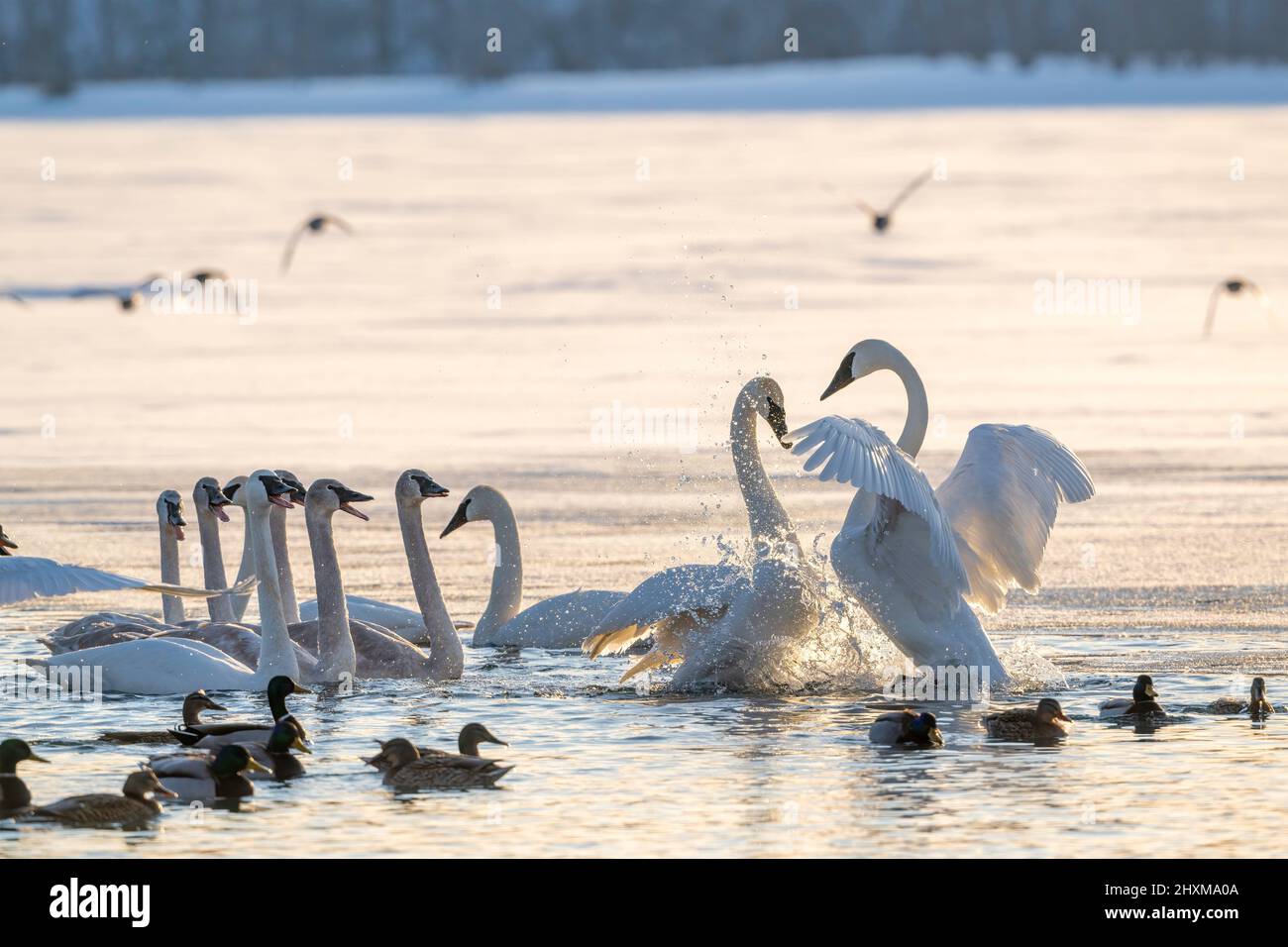 Trumpeter swan bonded pair interacting (Cygnus buccinator), St. Croix river, WI, USA, by Dominique Braud/Dembinsky Photo Assoc Stock Photo