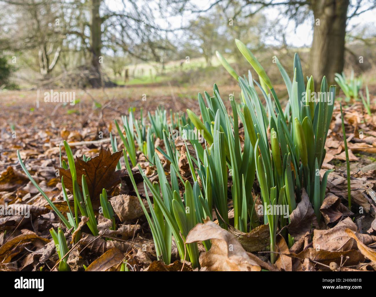 Wild daffodil (Narcissus pseudonarcissus) also known as the Lent lily