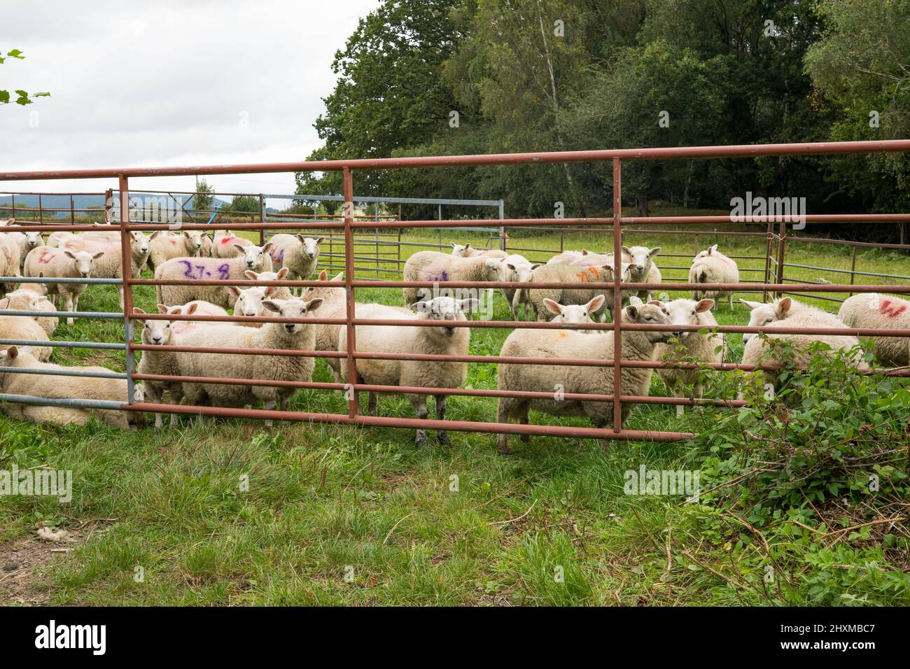 Young sheep at farm field gate, Llanover, Monmouthshire, Wales, UK Stock Photo