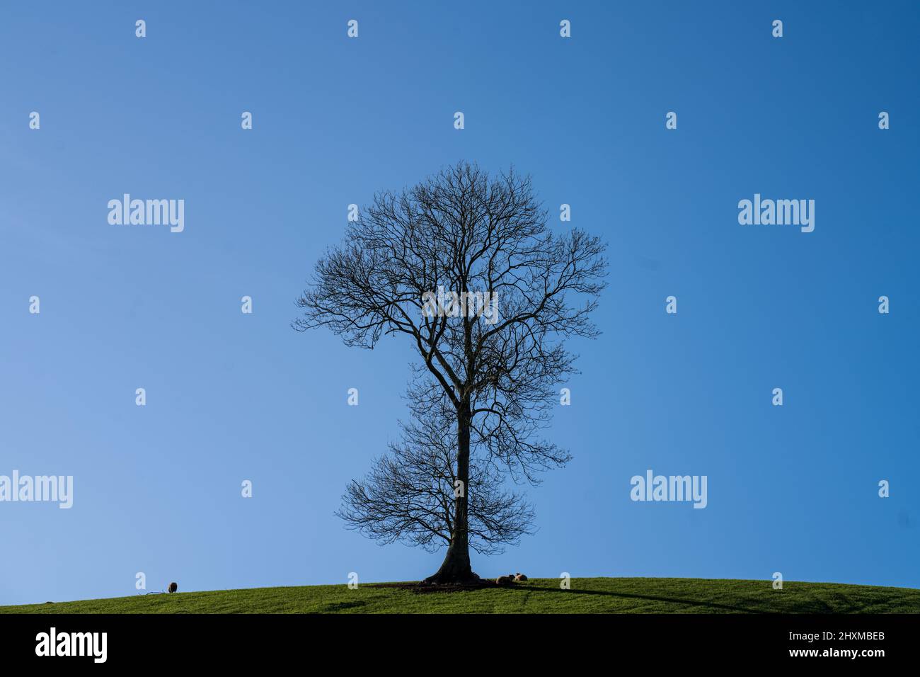 Lone ash tree on a hillside near Wentwood Forest, Winter, sheep, frost, Monmouthshire, Wales, UK Stock Photo
