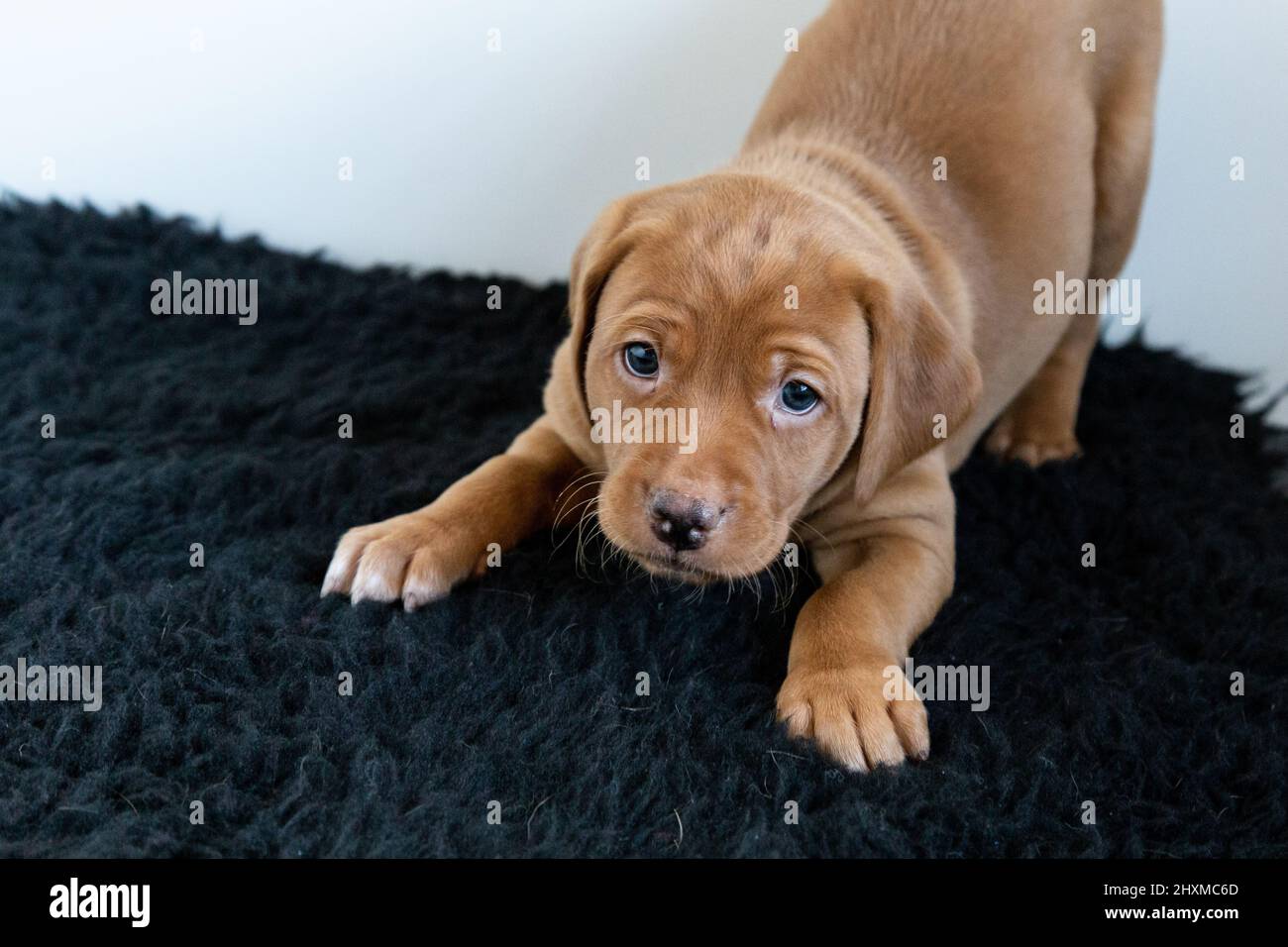 A red fox labrador retriever puppy in the play stance. Stock Photo