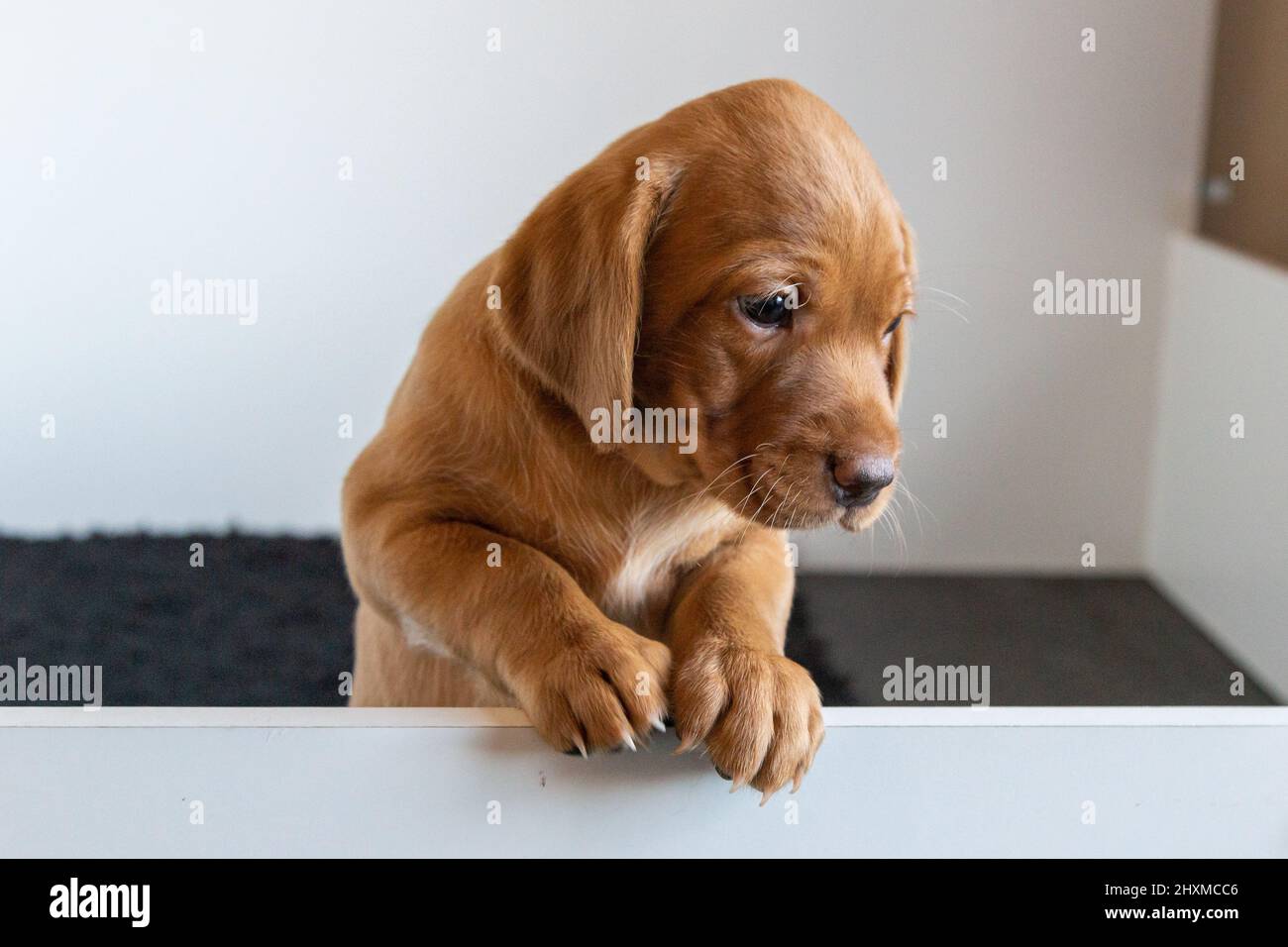 A single fox red labrador retriever puppy leaning over the side of the whelping box. Stock Photo