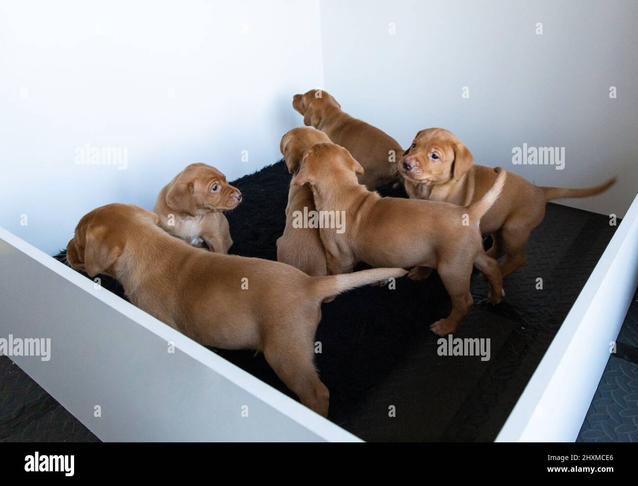 Fox Red Labrador puppies in a whelping box. Stock Photo