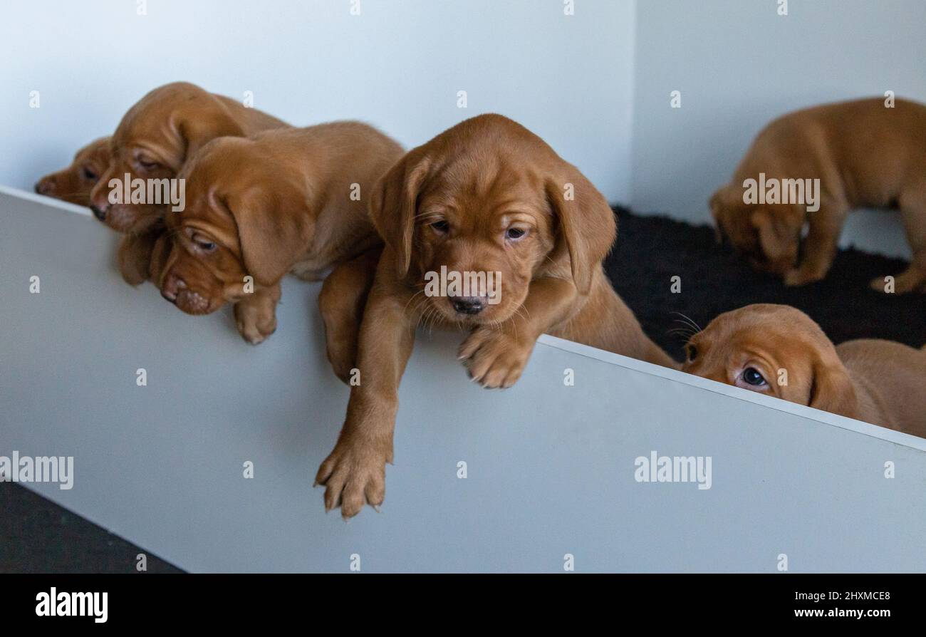 Fox Red Labrador puppies in a whelping box. Stock Photo
