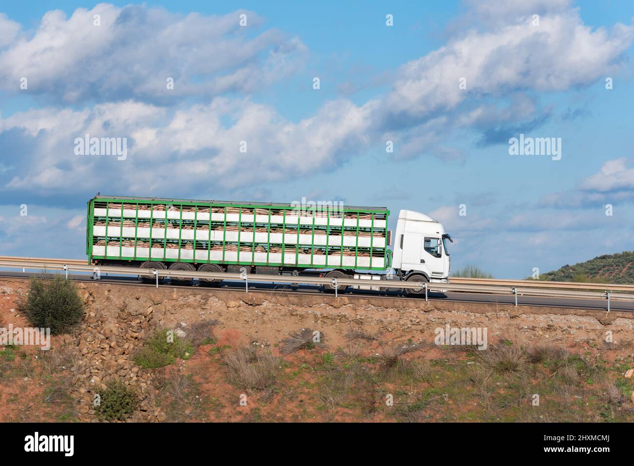 Cage truck for transporting livestock loaded with pigs circulating on a road, side view. Stock Photo