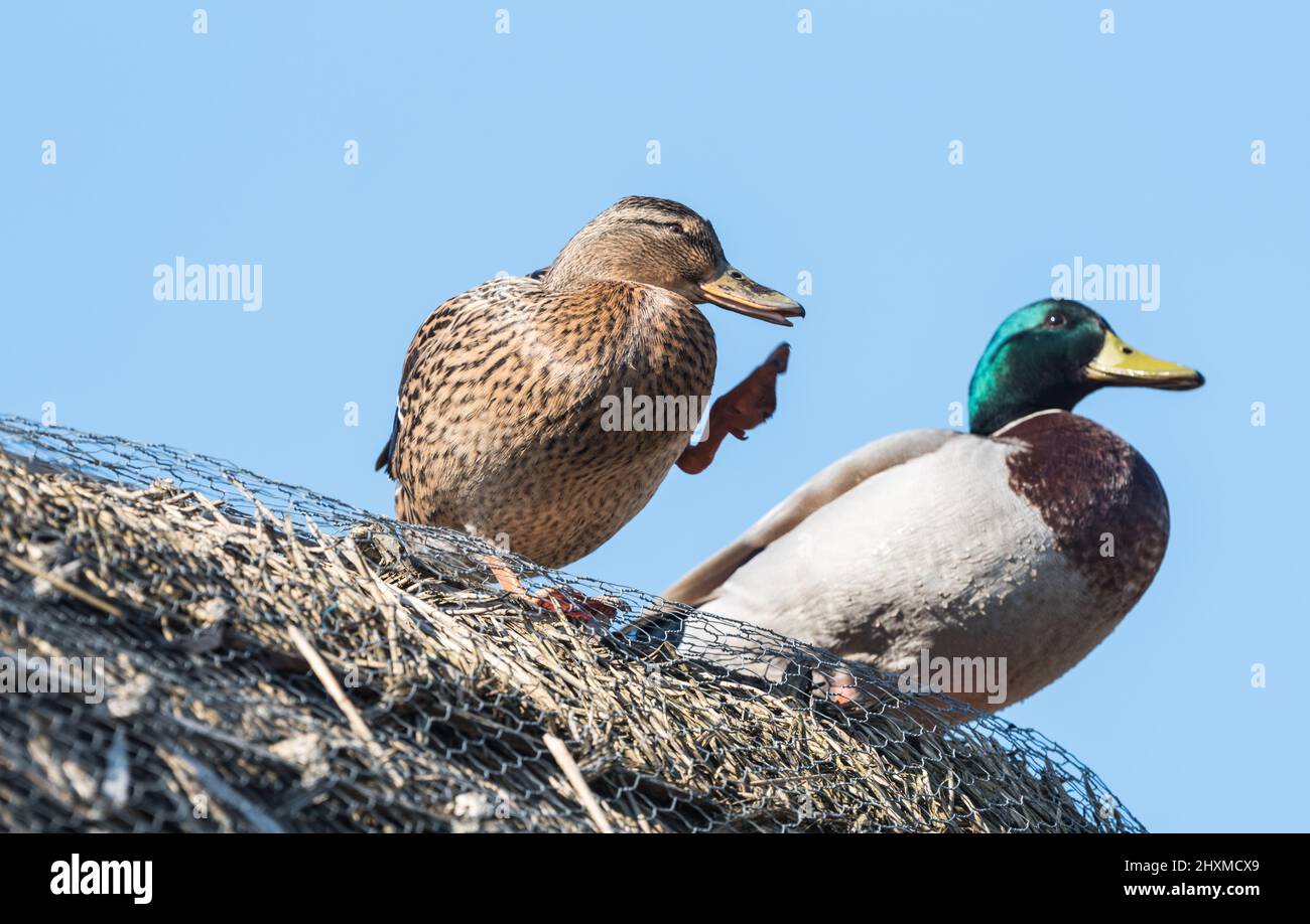 Pair of Mallards (Anas platyrhyncos).  Is she going to push him away?  No she was going to scratch herself! Stock Photo