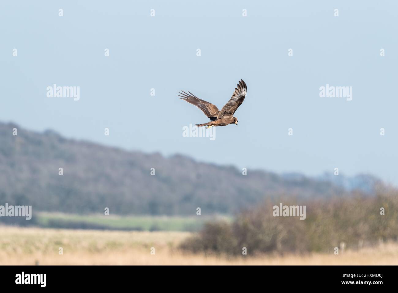 Female Marsh Harrier (Circus aeruginosus) hunting Stock Photo - Alamy