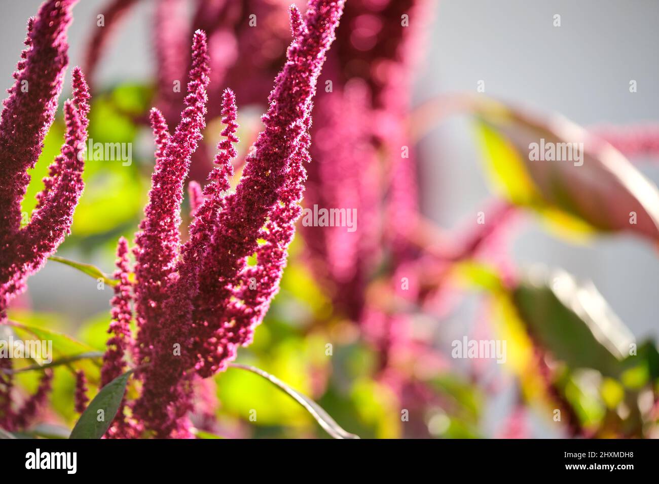 Indian red amaranth plant growing in summer garden. Leaf vegetable