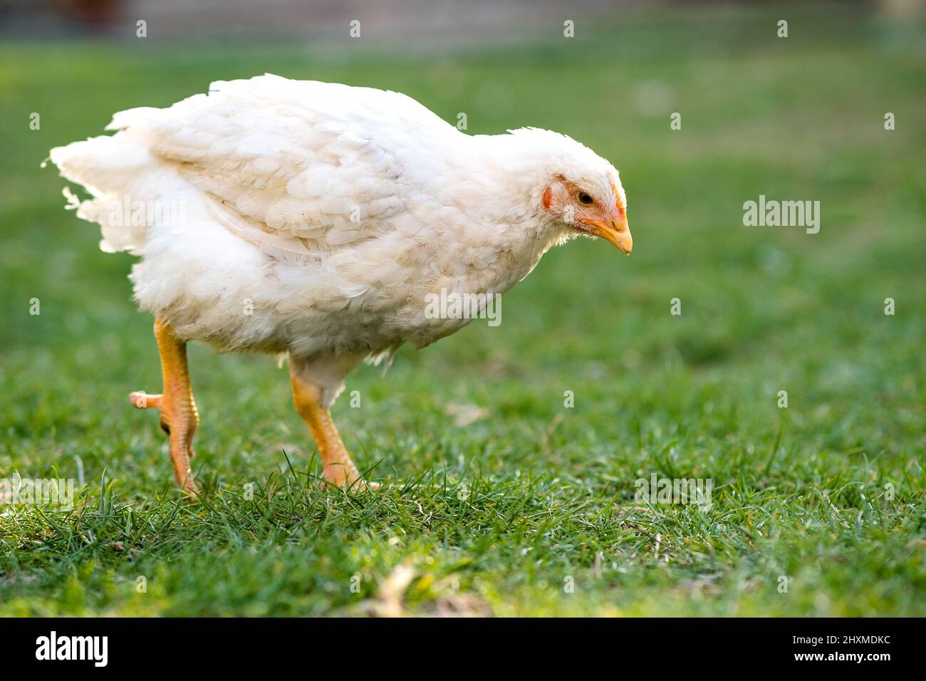 Hen feed on traditional rural barnyard. Close up of chicken standing on ...