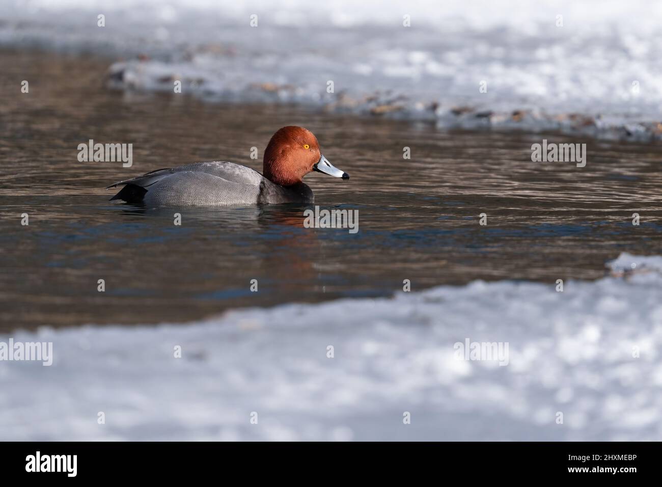 A redhead duck swims between ice at Humber Bay park in Toronto, Ontario. Stock Photo
