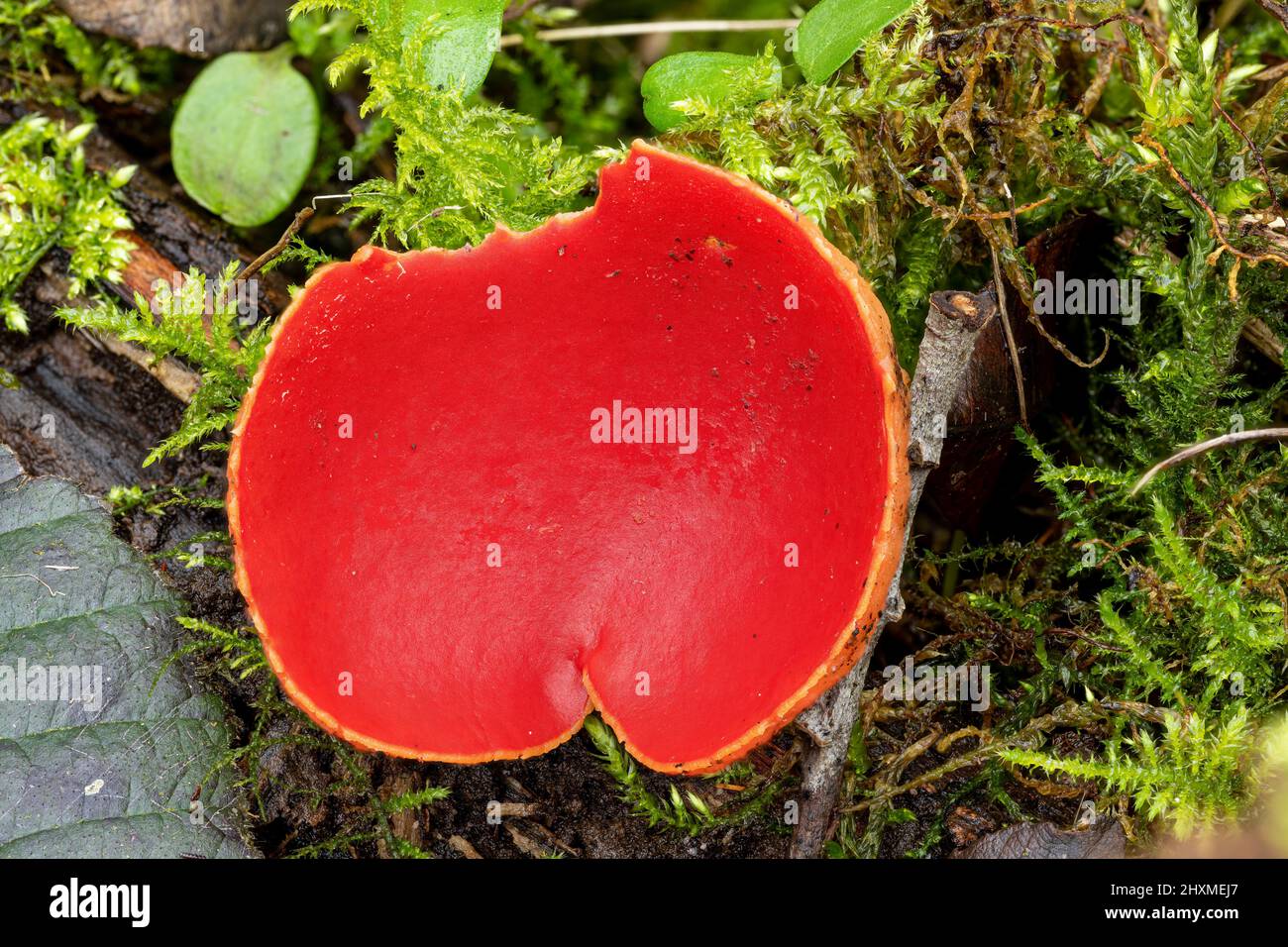 Sarcoscypha austriaca, Scarlet elf cup fungus in a winter woodland setting. Stock Photo