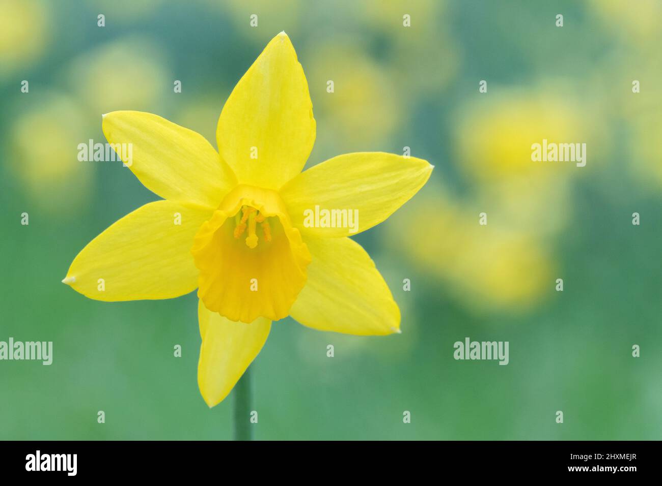 Daffodils in Southampton Old Cemetery Stock Photo Alamy