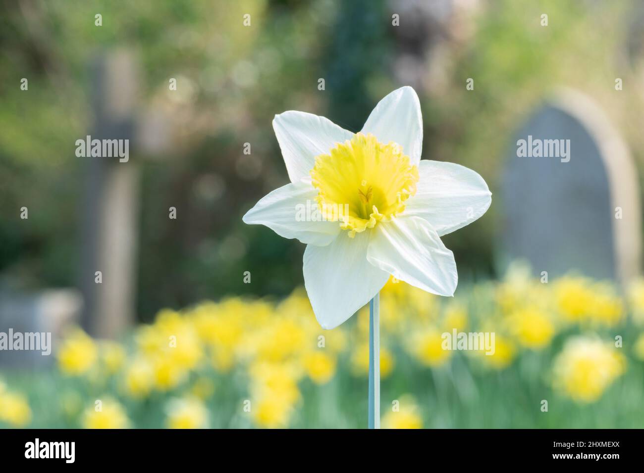 Daffodils in Southampton Old Cemetery Stock Photo Alamy