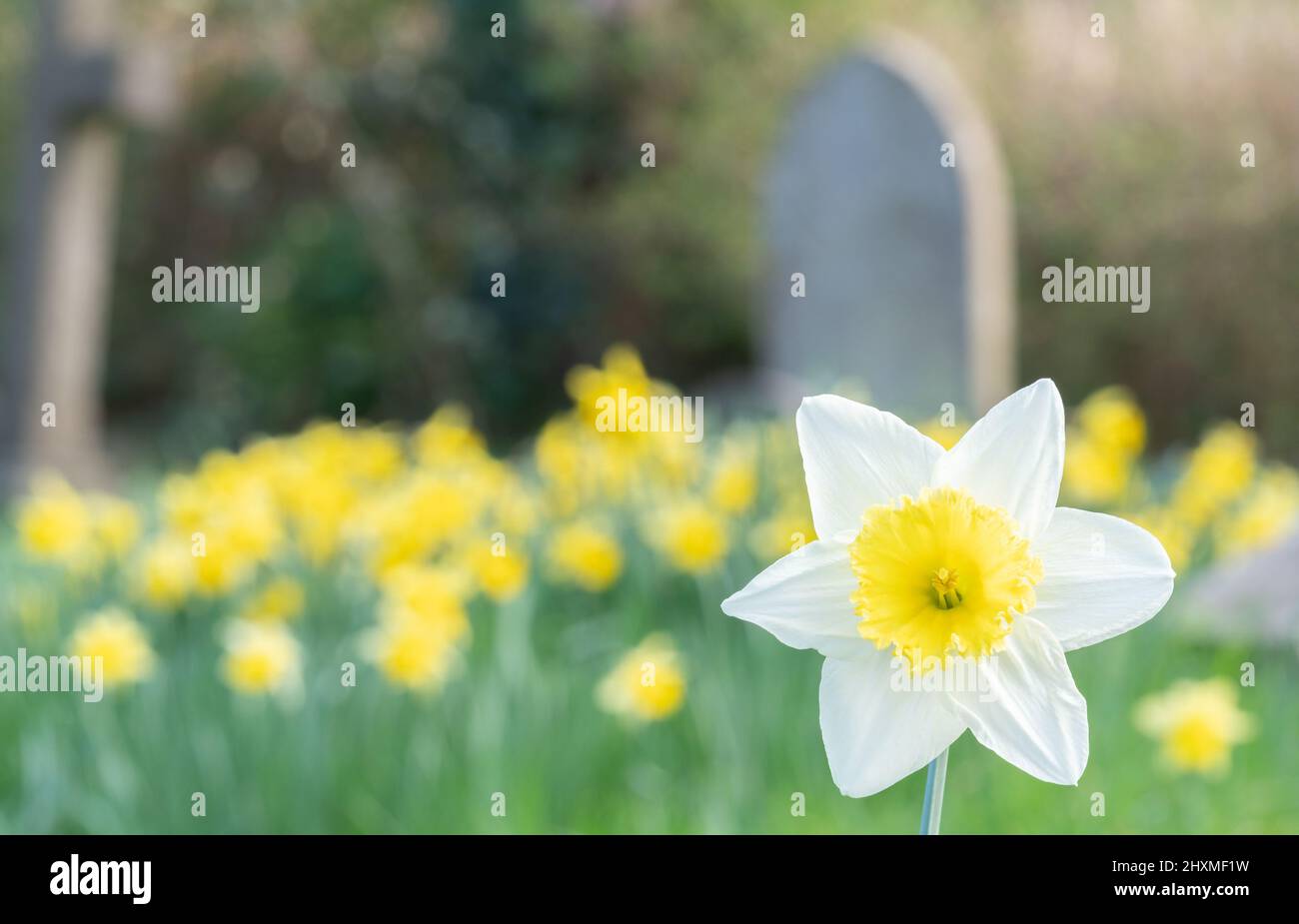 Daffodils in Southampton Old Cemetery Stock Photo Alamy