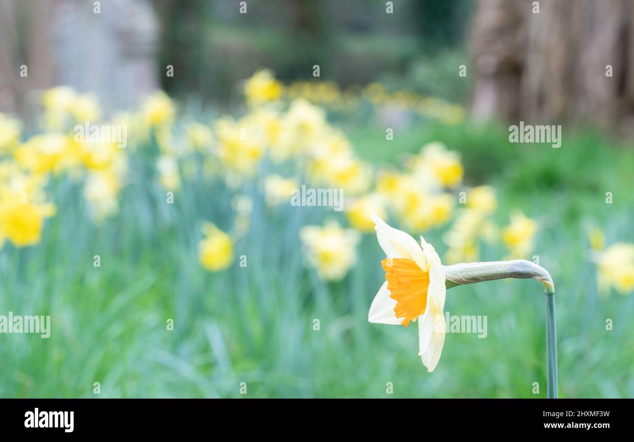 Daffodils in Southampton Old Cemetery Stock Photo Alamy
