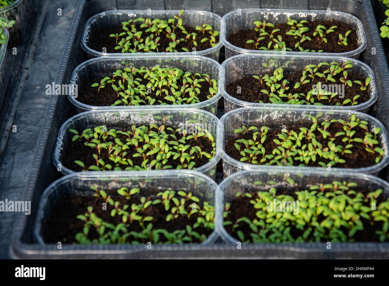 Tray with green seedlings in the greenhouse organic seedlings fresh and ...