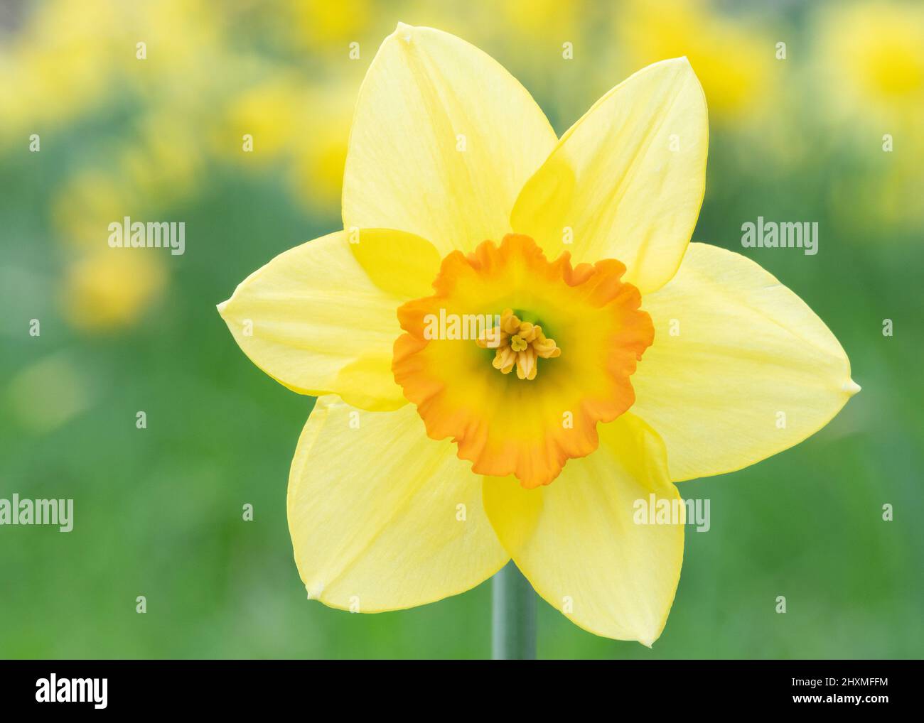 Daffodils in Southampton Old Cemetery Stock Photo Alamy