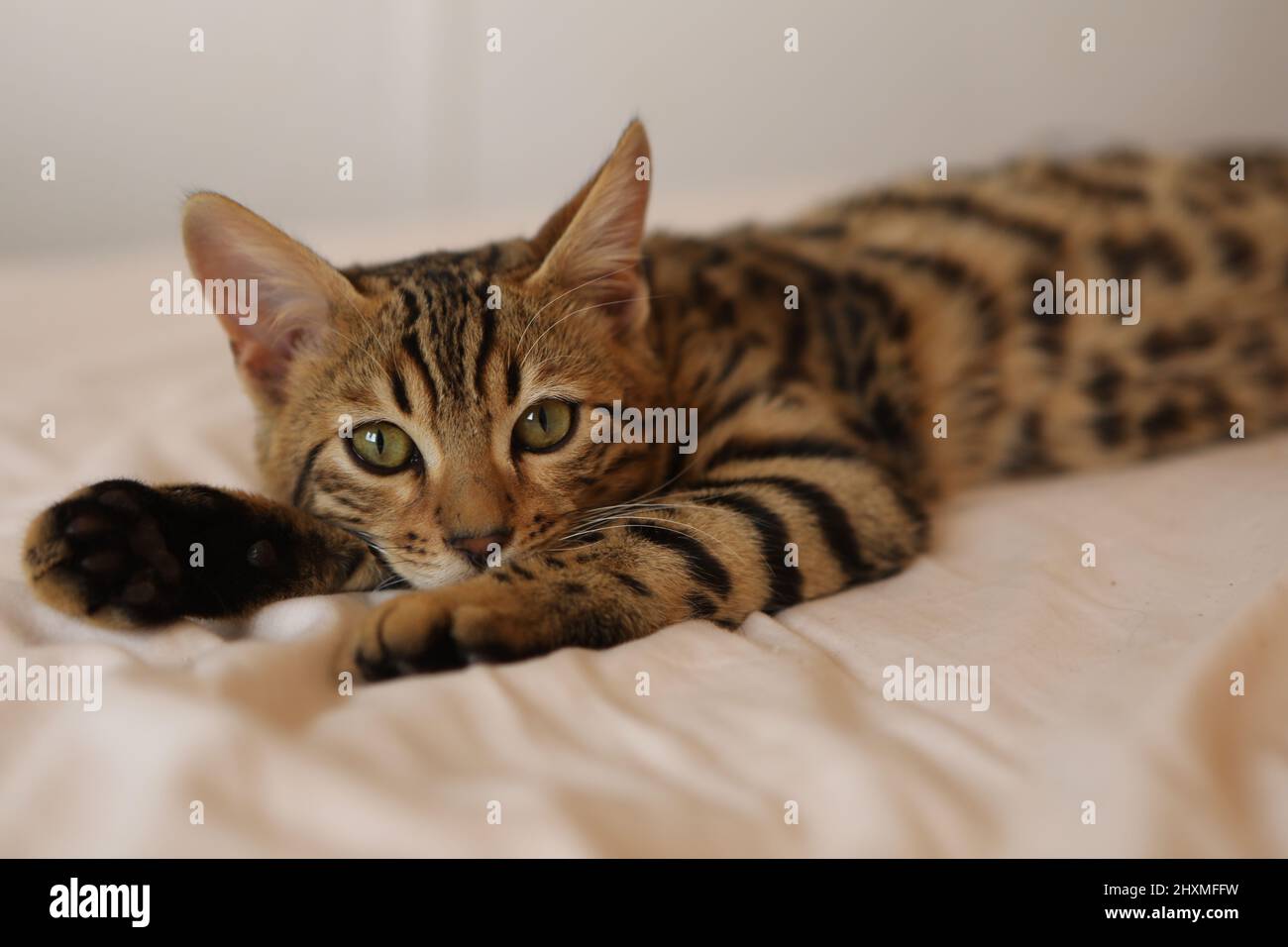 Little cute bengal kitten sleeping on a soft cat's shelf of a cat's