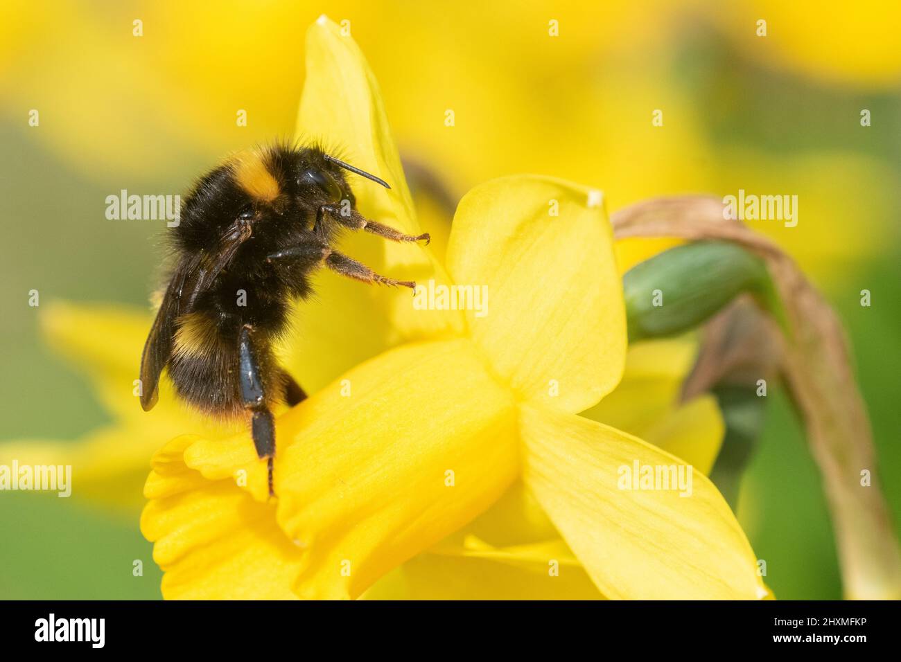 Bee on a daffodil in Southampton Old Cemetery Stock Photo Alamy