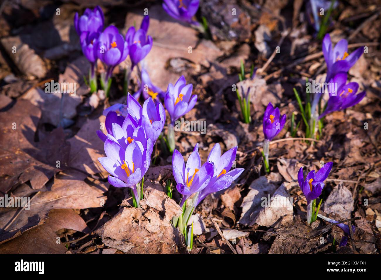 Closeup of blooming purple crocus flowers on a forest floor, nature is