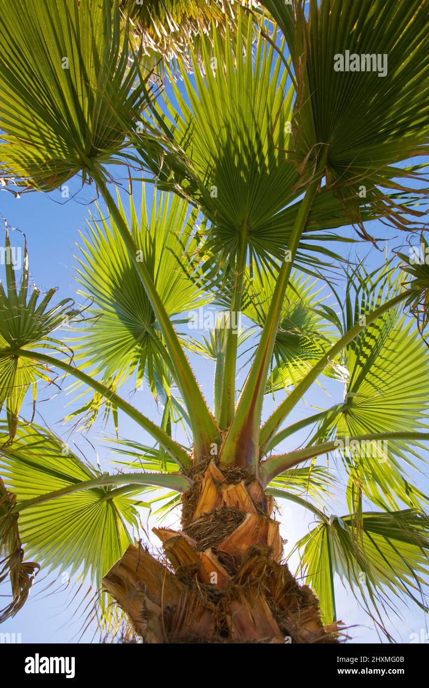 UNDER PALM TREE FRONDS Stock Photo Alamy