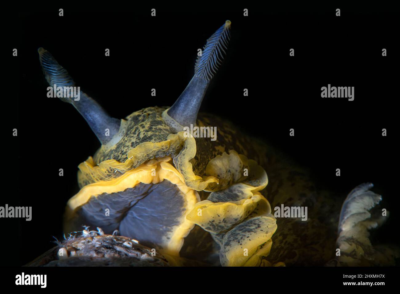 Dendrodoris limbata nudibranch, Numana, Italy Stock Photo