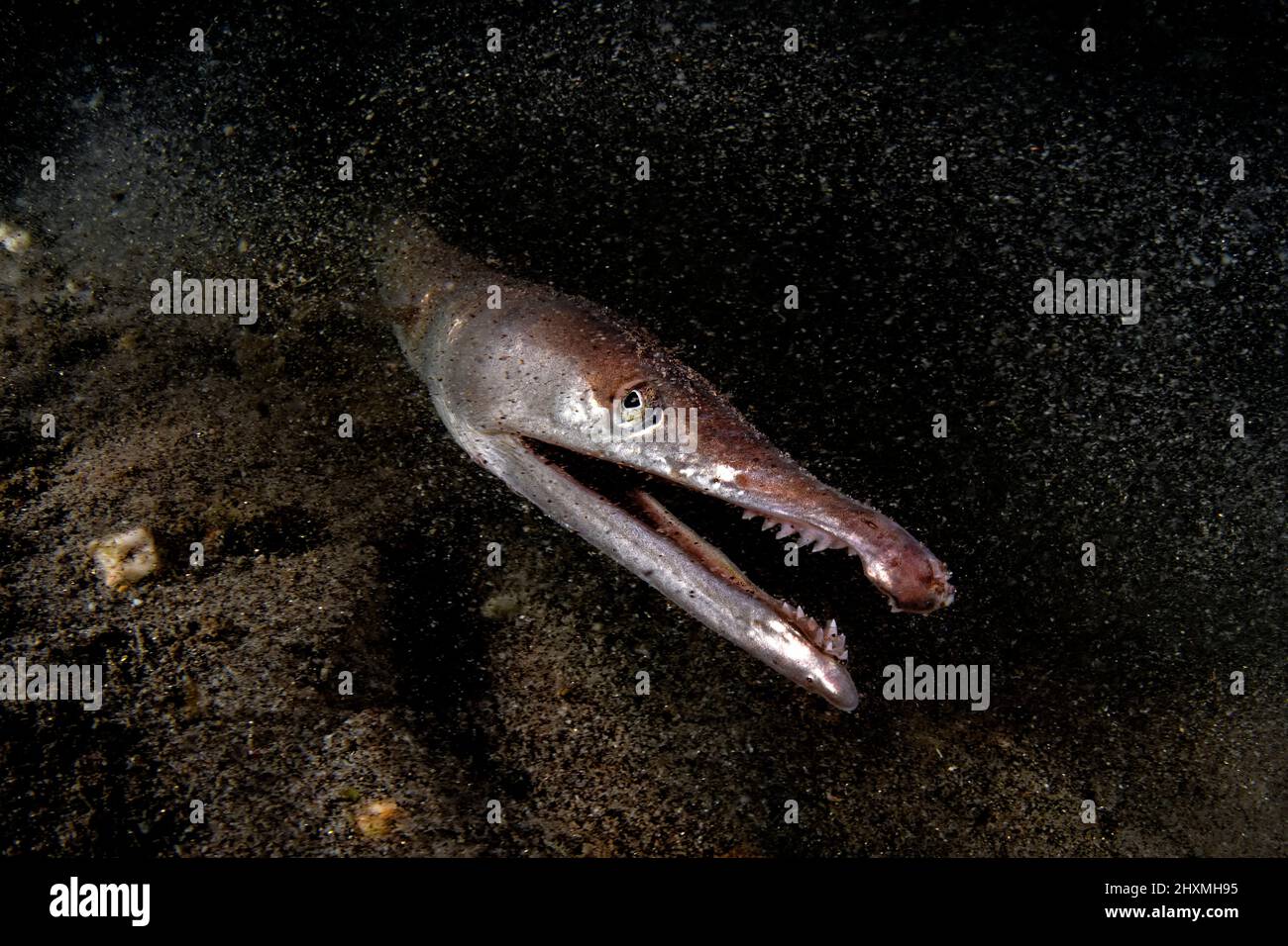 Close up of a serpent eel, Italy Stock Photo