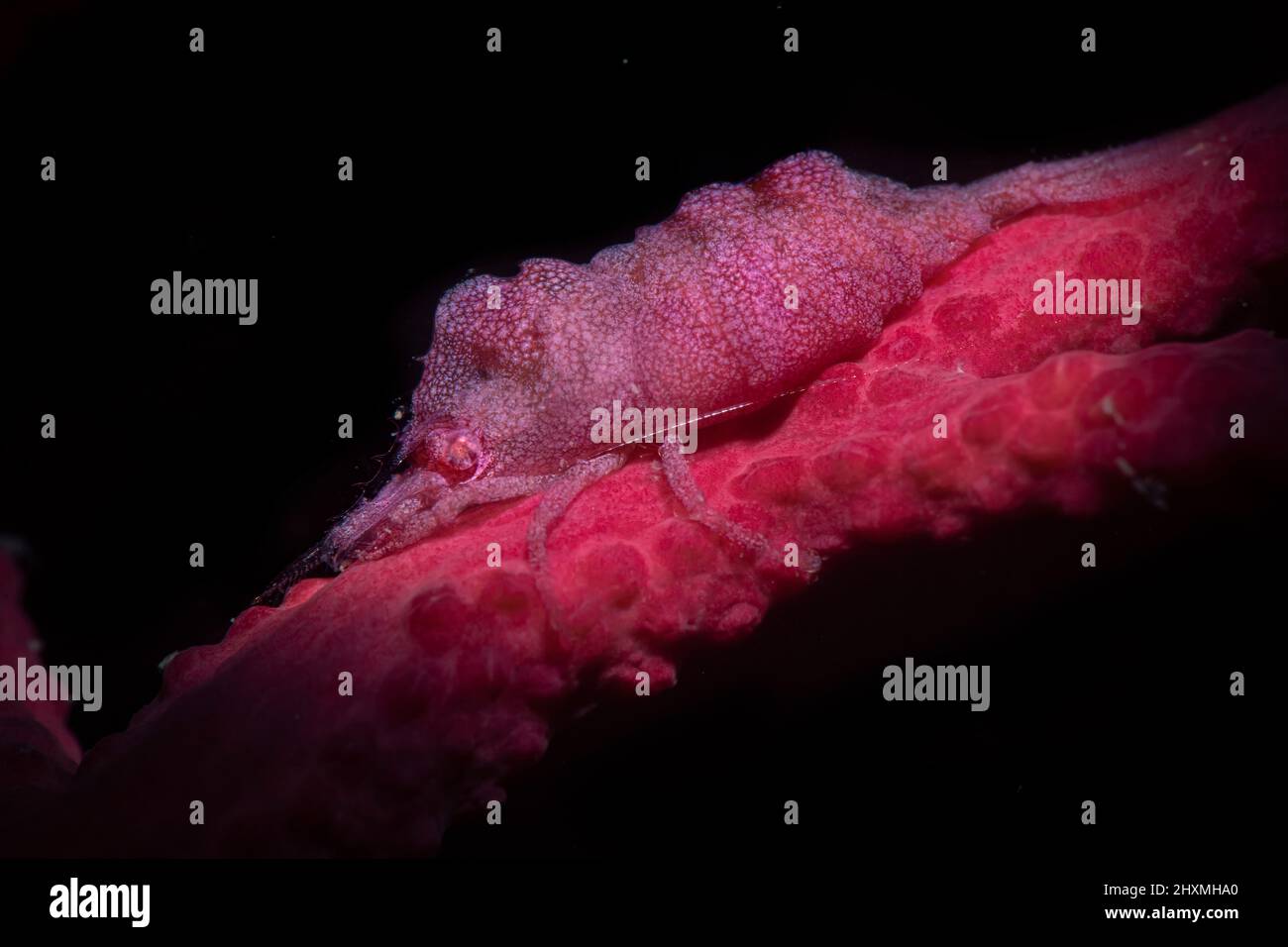 Balssia gasti shrimp on Leptogorgia sarmentosa sea fan, Numana, Italy Stock Photo