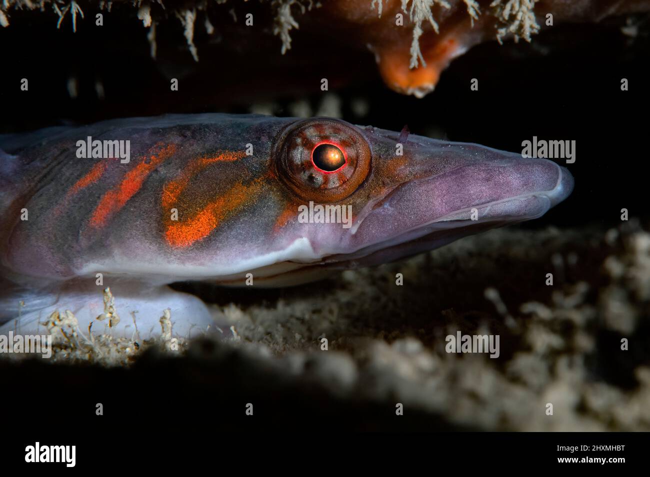 Lepadogaster candolii clingfish, Numana, Italy Stock Photo