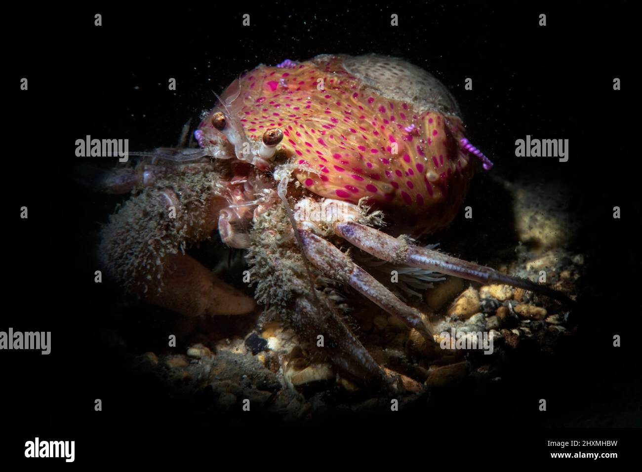 Pagurus prideaux crab living symbiotically with the sea anemone Adamsia palliata, Numana, Italy Stock Photo