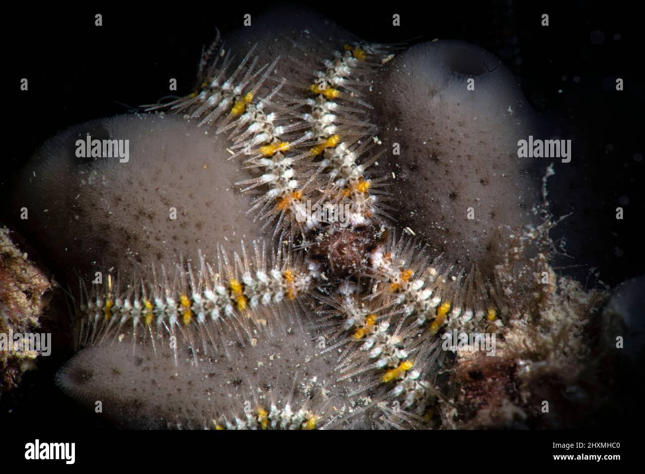 Brittle star on sponge, Numana, Italy Stock Photo