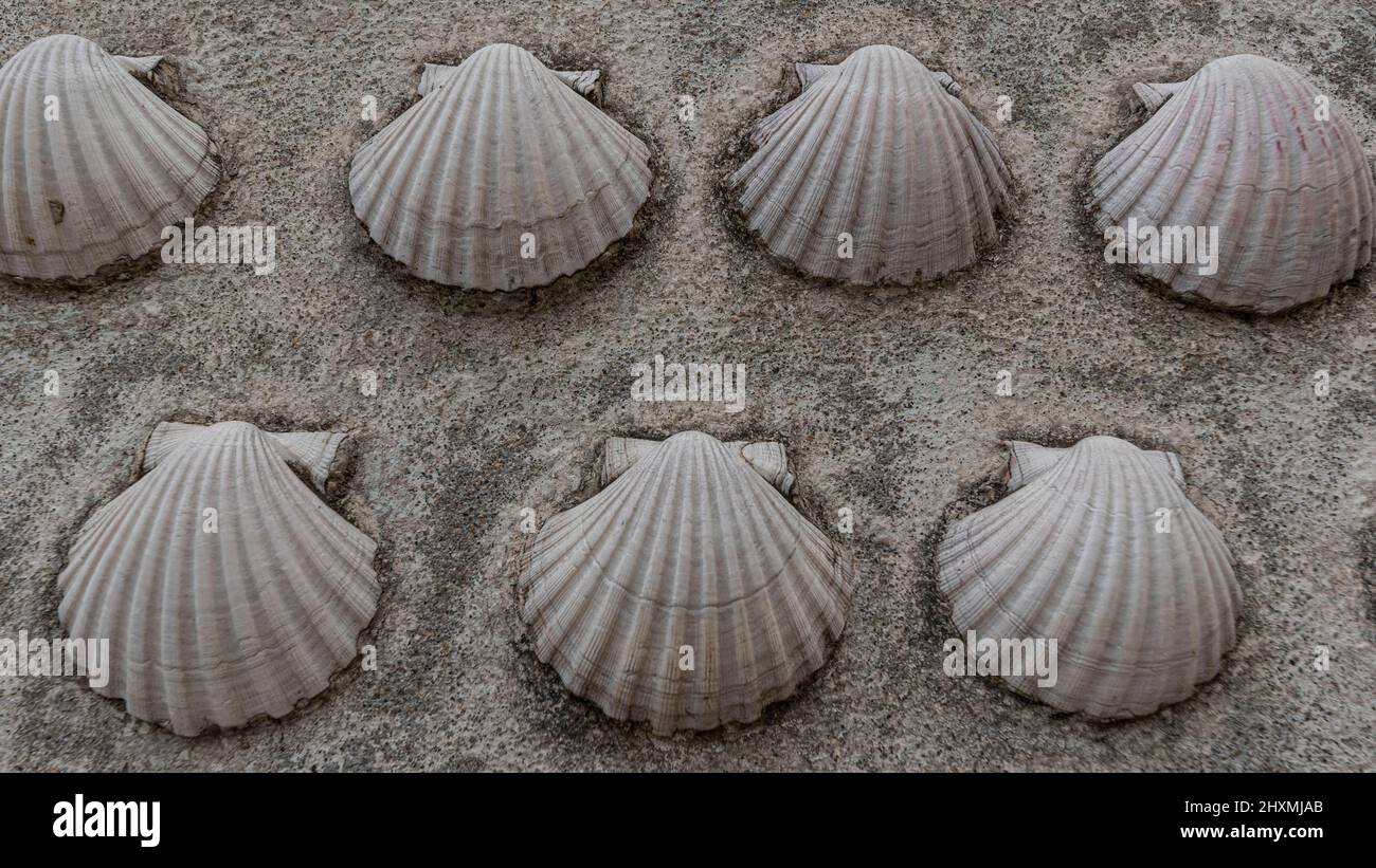 Scallop shells symbol of the Way of St. James Stock Photo Alamy