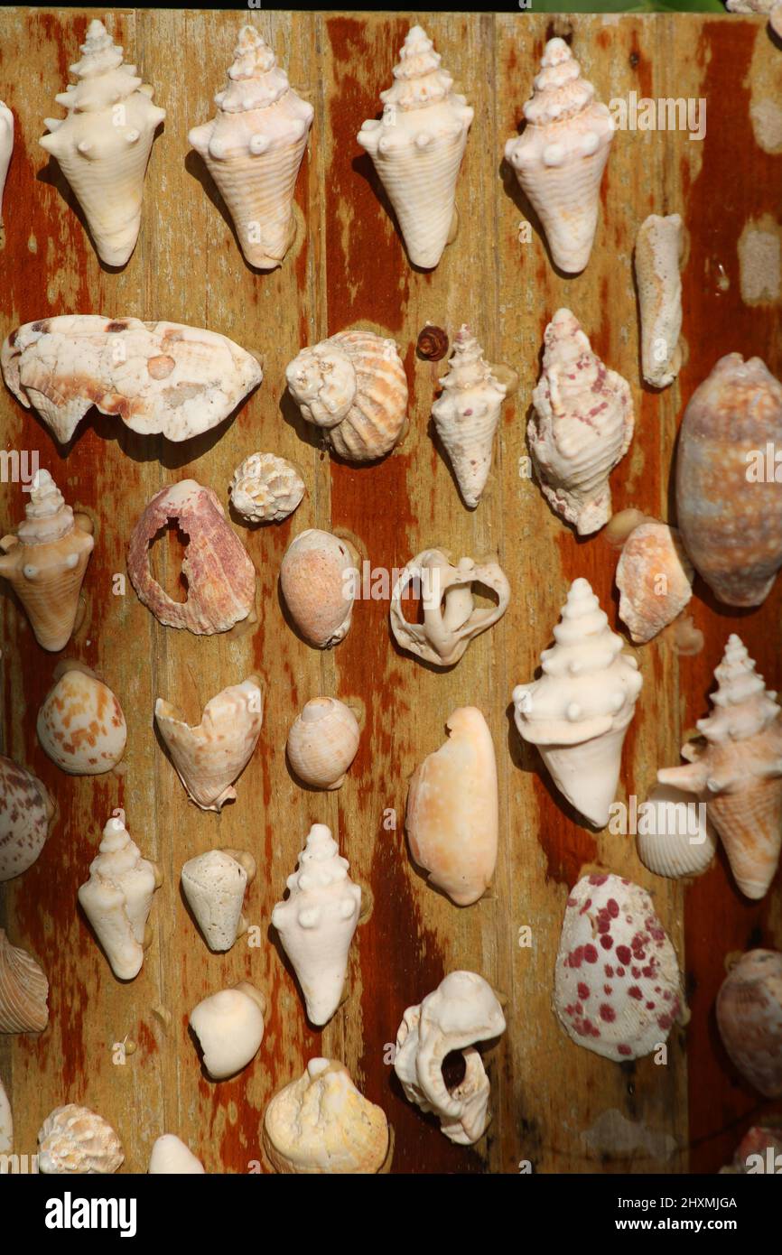 Selection of seashells from the Caribbean displayed in rows on a wooden board aged by the sea Stock Photo