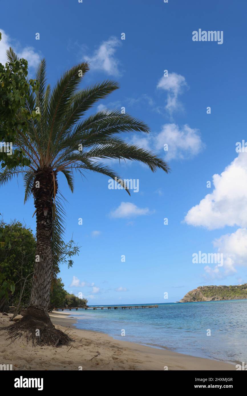 Single palm tree on Pigeon beach English Harbour, Antigua Stock Photo