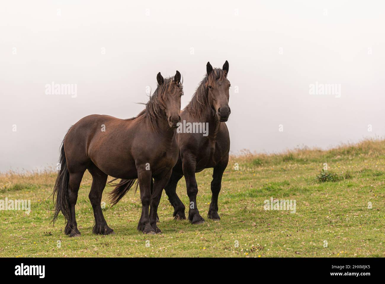 Galician black Garrano horse in extinction, couple looking at the camera Stock Photo